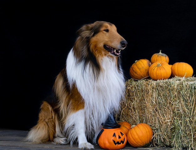 Collie dog next to halloween decoration