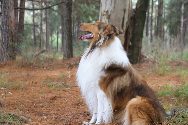 Collie dog in the pine forest