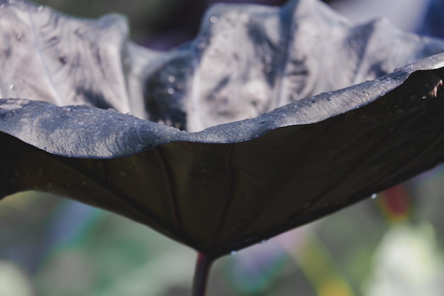 Colocasia black coral is beautiful leaf plant in araceae