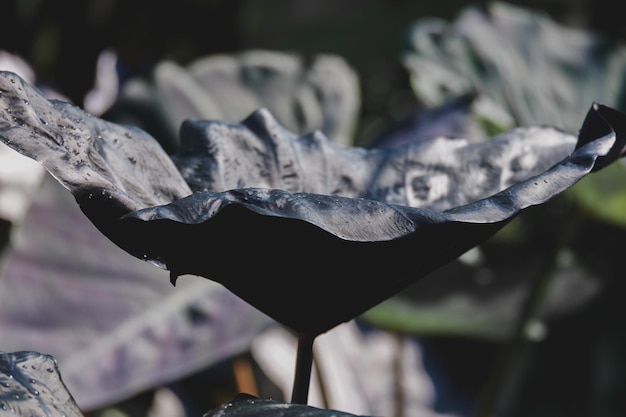 Colocasia black coral is beautiful leaf plant in araceae