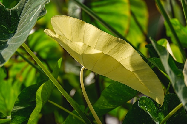 Colocasia milky way or colocasis esculenta milky way is plant in araceae