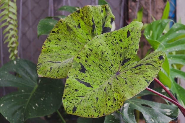 Colocasia mojito or colocasis esculenta mojito is plant in araceae