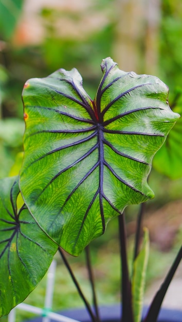 Colocasia pharaoh mask is aquatic plant close up