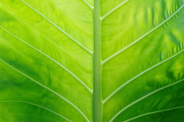 Colocasia texture green leaf for background