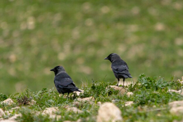 Coloeus monedula - The western jackdaw is a species of passerine bird in the Corvidae family.