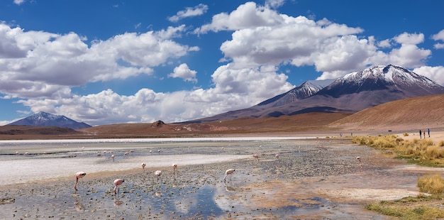 A colony of andean Flamingo and volcanos in Laguna Hedionda, Bolivia. South America