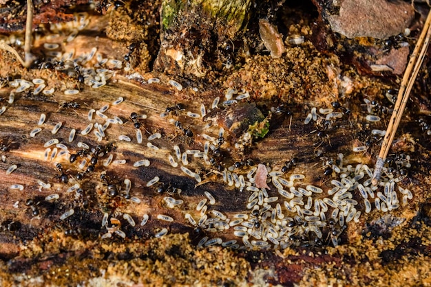 Colony of ants in the rotten stump