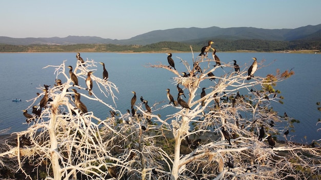 Colony of cormorants on a dead pine trees Batak lake Bulgaria