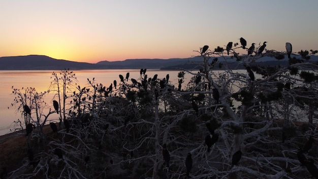 Colony of cormorants on a dead pine trees Batak lake Bulgaria