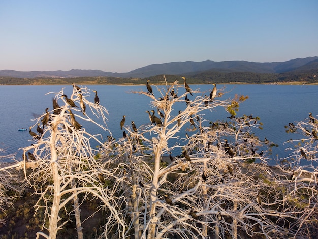 Colony of cormorants on a dead pine trees Batak lake Bulgaria