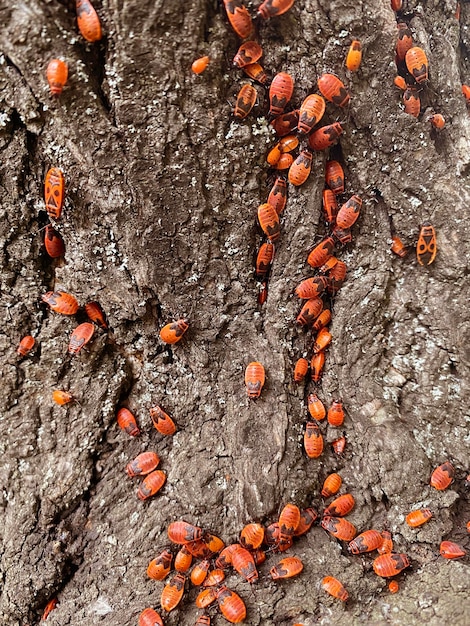 A colony of toy beetles crawling through a tree