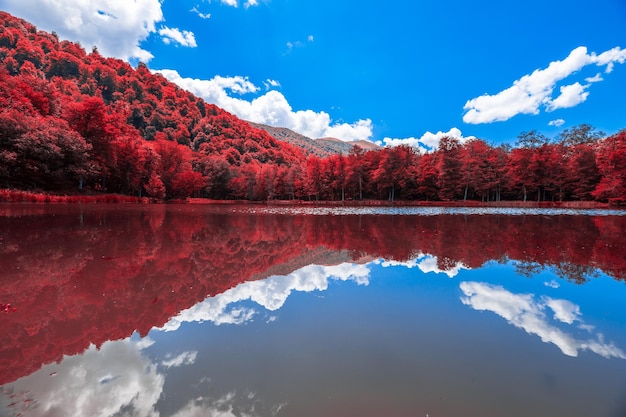 Color forest with lake