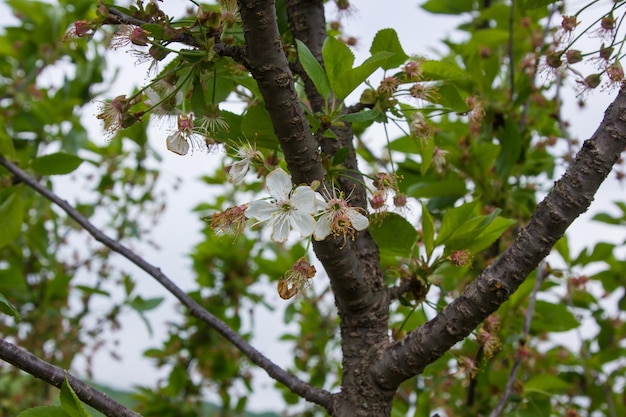 color of fruit tree