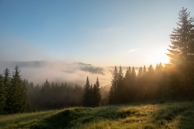 Color image of the clouds flowing through the pine trees along the Blue Ridge Parkway in Western North Carolina.