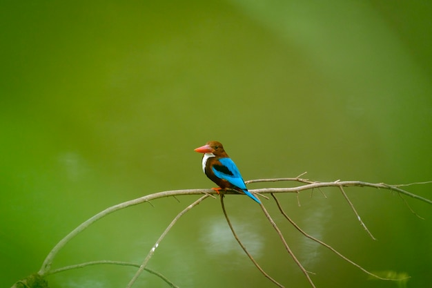 color of kingfisher bird