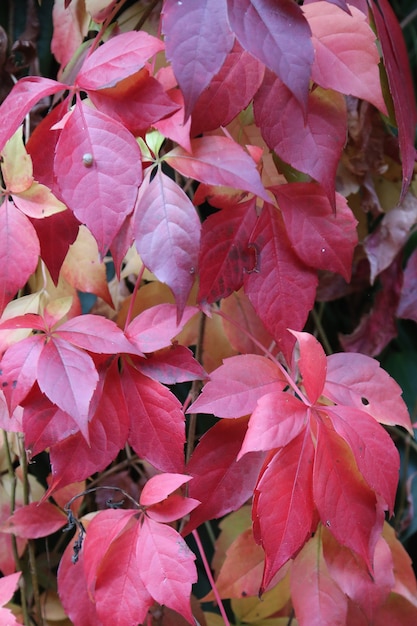 Color of the leaves in the autumn