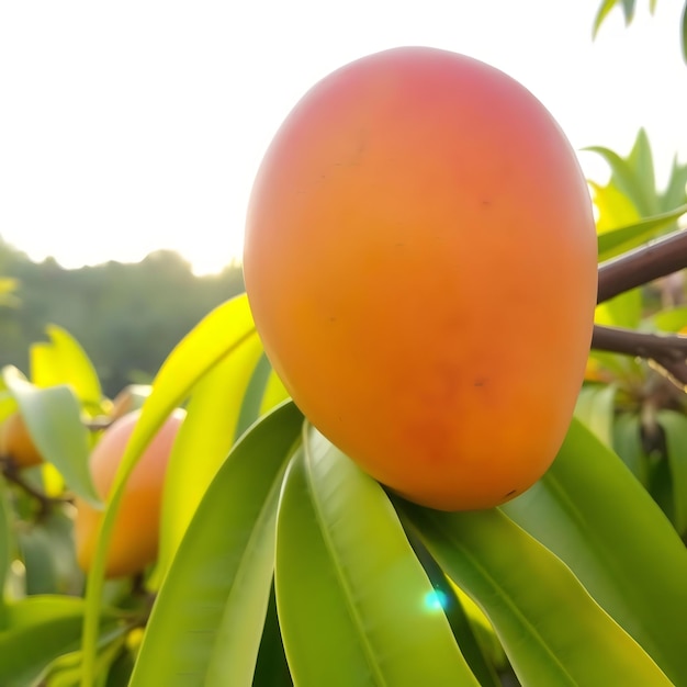 Color photograph of ripe tropical fruit with glass juice