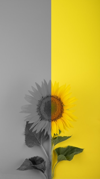 Color of the year  illuminating yellow and ultimate gray yellow and gray background web banner