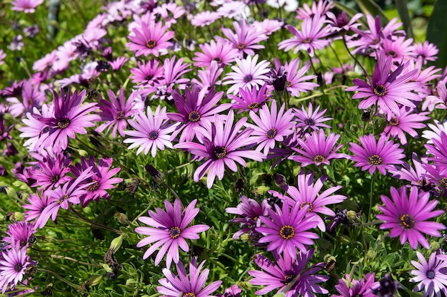 Color your spring garden with osteospermum. Blooming osteospermum plant. Cape daisies in bloom. Flowering daisy plants. Purple flowers floral background.