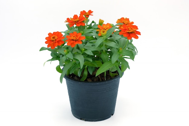 Color of Zinnia plant