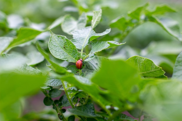 Colorado beetle larva close-up on foliage of potato in nature.