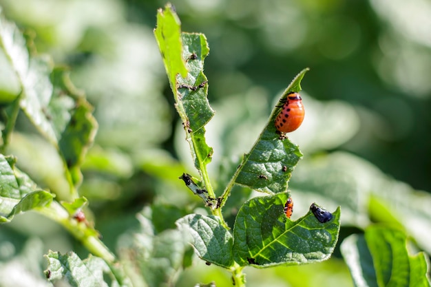 The Colorado beetle larva on potato leaves destroys potato plants and causes great damage to farms Selective focus Leptinotarsa decemlineata on a leaf Dangerous pest for agriculture