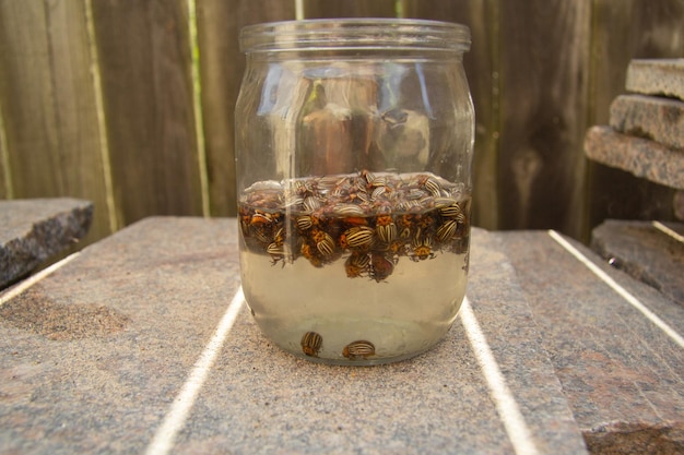 Colorado beetles collected in a jar of water