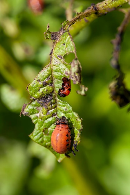 Colorado beetles destroying the potato crop in the agricultural field