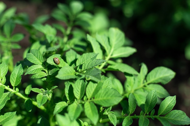 Colorado beetles eat potato crop in the garden