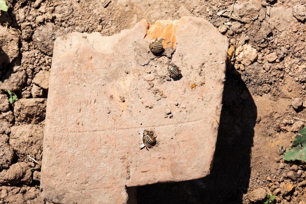 Colorado beetles on stone