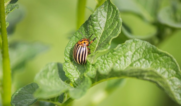 A Colorado potato beetle crawls on a green potato plant green background