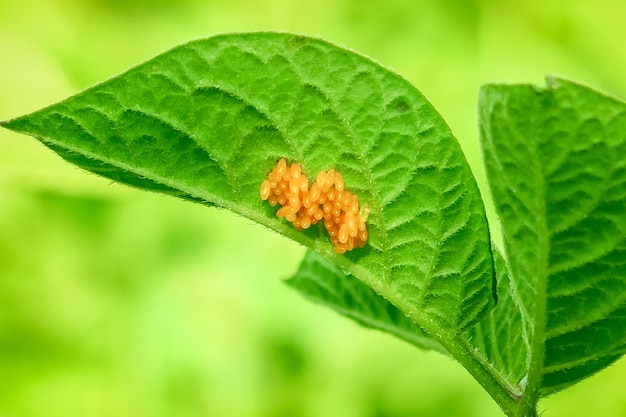 Colorado potato beetle eggs close-up on a potato leaf. potato cultivation concept