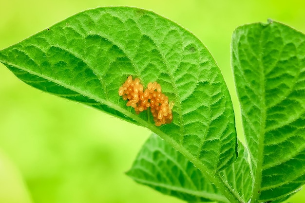 Colorado potato beetle eggs close-up on a potato leaf. potato cultivation concept