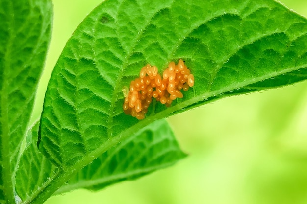 Colorado potato beetle eggs close-up on a potato leaf. potato cultivation concept