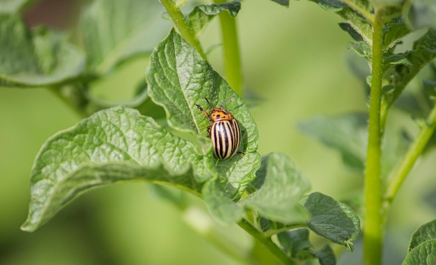 Colorado potato beetle on a green potato leaf Green background