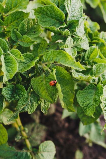 Colorado potato beetle on green potato leaves