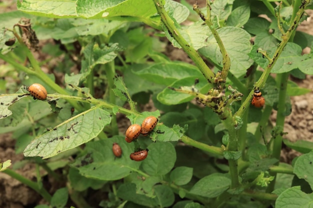 Colorado potato beetle and its larvae on potato leaves Pests of plants Growing potatoes