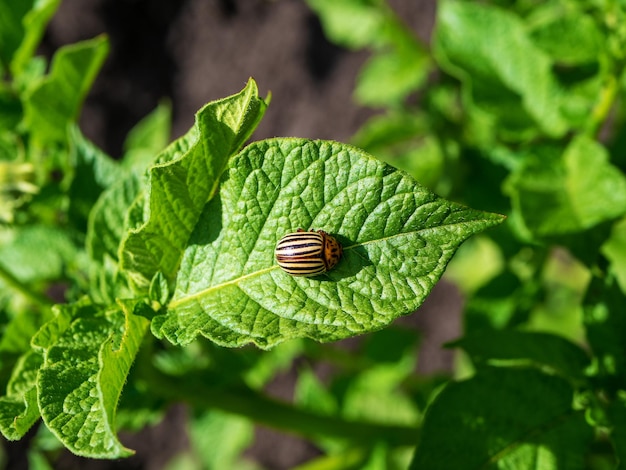 Colorado potato beetle larva of colorado sitting on a leaf of a potato bush I hurt damage