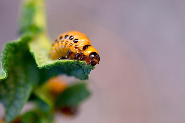 Colorado potato beetle larvae eat leaf of young potato