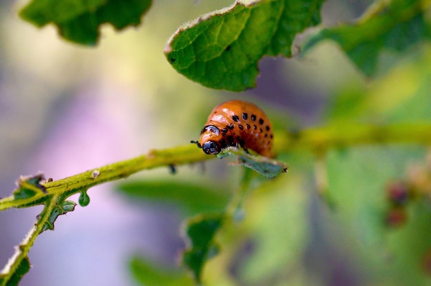 Colorado potato beetle larvae eat leaf of young potato