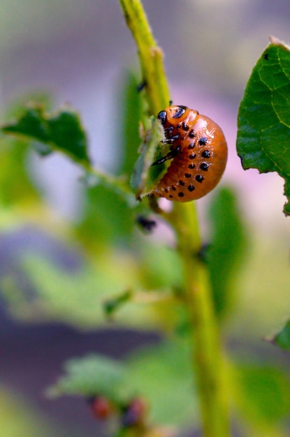 Colorado potato beetle larvae eats leaf of potato