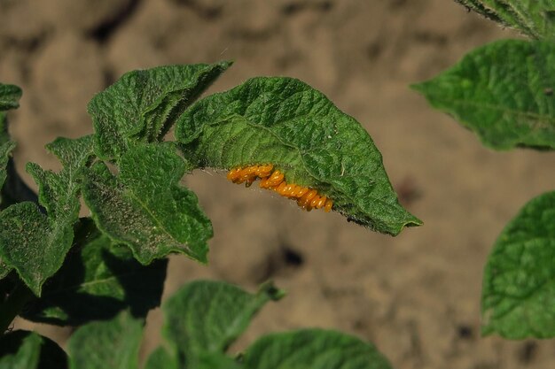 Colorado potato beetle larvae on the leaves of a potato bush in a potato farm