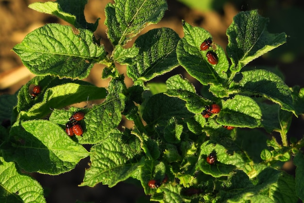 Colorado potato beetle larvae on the leaves of a potato bush in a potato farm