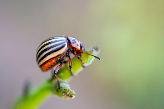 Colorado potato beetle Leptinotarsa decemlineata crawling on potato leaves