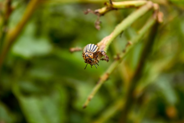 A Colorado potato beetle on a potato bush Eaten potato stalk A closeup view of an insect