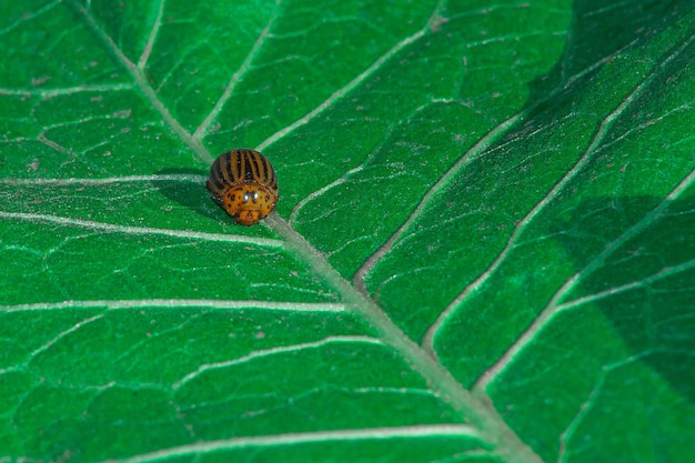 Colorado potato beetle on the sand Harmful insect isolated on a sand background Macro