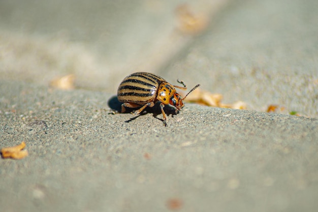 Colorado potato beetle on the sand Harmful insect isolated on a sand background