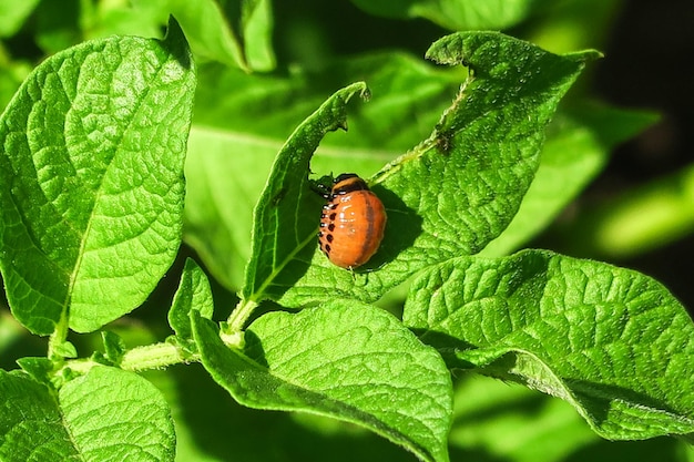 Colorado potato beetle sits on a potato bush