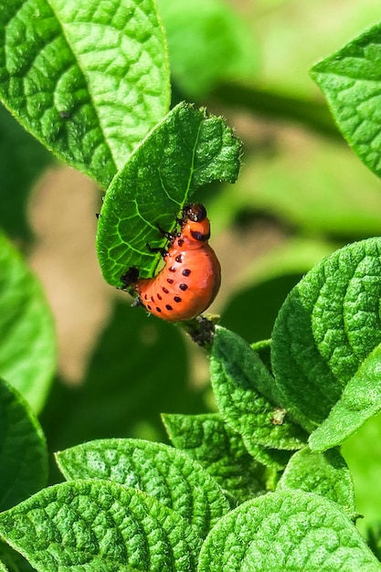 Colorado potato beetle sits on a potato bush