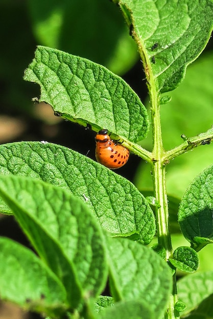 Colorado potato beetle sits on a potato bush